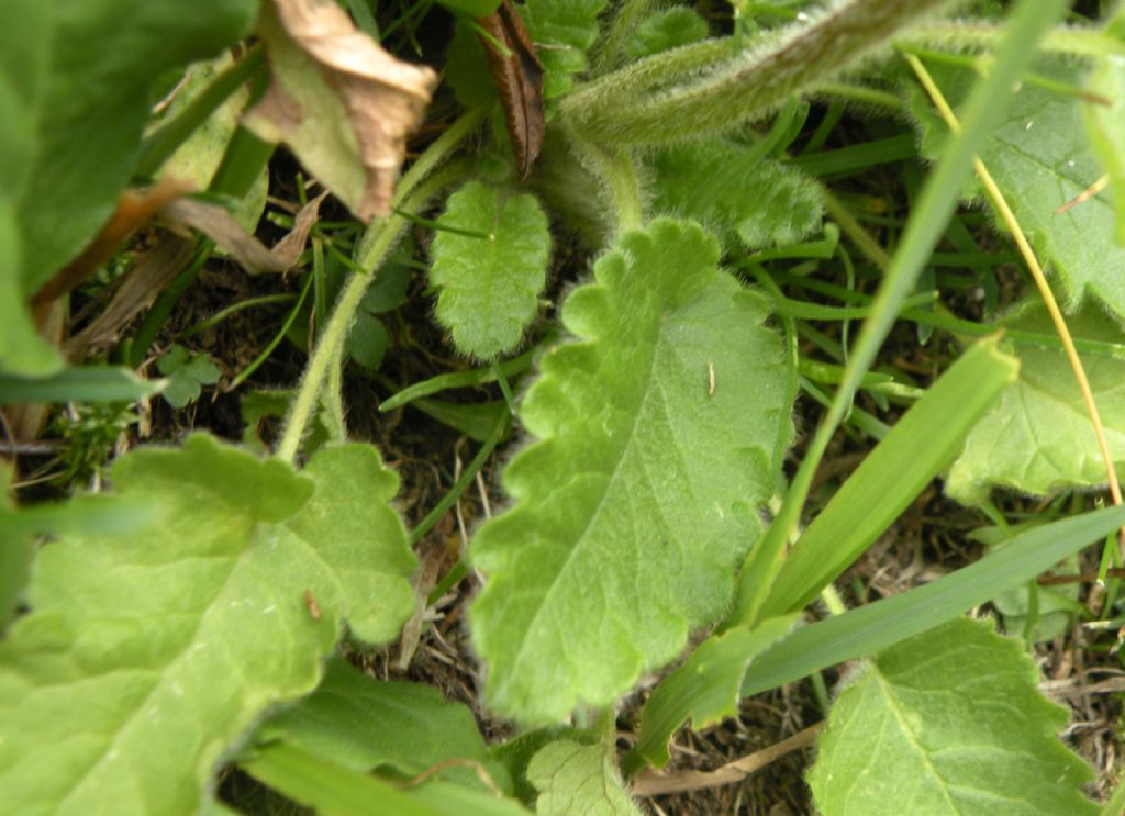 Betonica hirsuta (=Stachys pradica) / Betonica densiflora